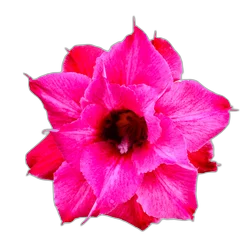 Image of Grasse Rose note